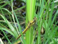 Großer Blaupfeil, Orthetrum cancellatum