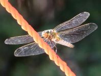 Großer Blaupfeil, Orthetrum cancellatum