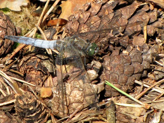 Großer Blaupfeil, Orthetrum cancellatum