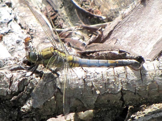 Großer Blaupfeil, Orthetrum cancellatum