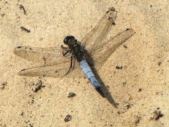 Großer Blaupfeil, Orthetrum cancellatum