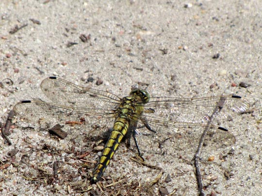 Großer Blaupfeil, Orthetrum cancellatum