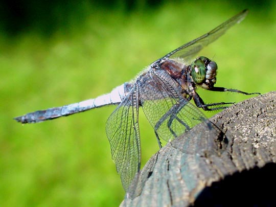 Großer Blaupfeil, Orthetrum cancellatum