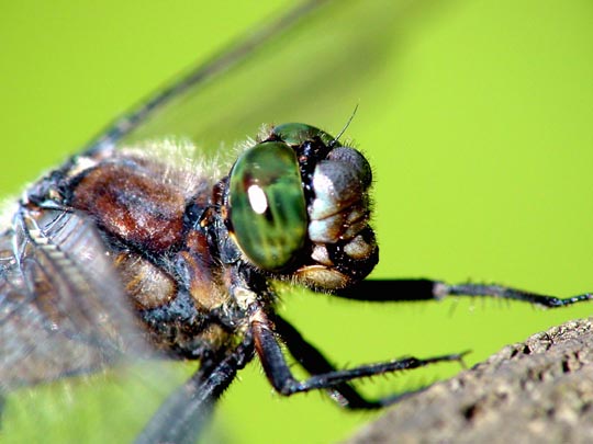 Großer Blaupfeil, Orthetrum cancellatum