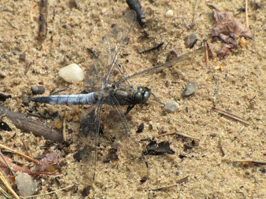 Großer Blaupfeil, Orthetrum cancellatum
