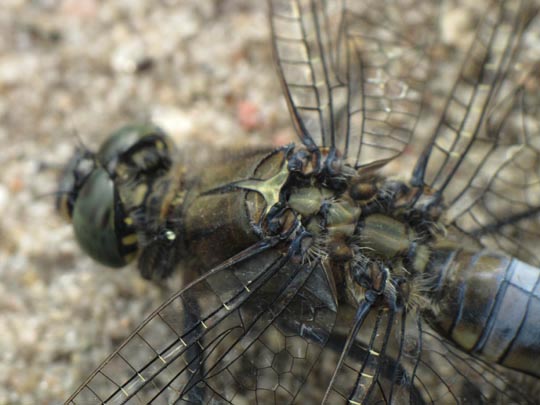 Großer Blaupfeil, Orthetrum cancellatum