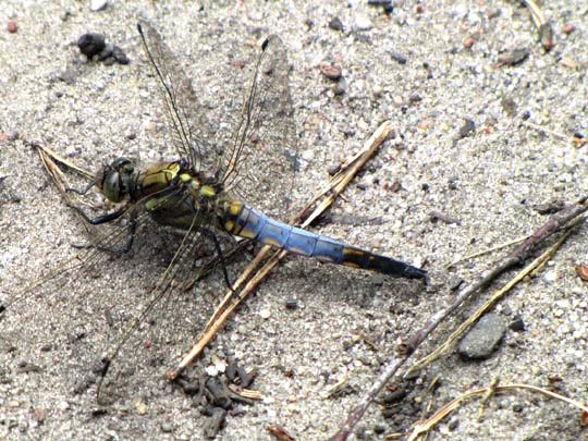 Großer Blaupfeil, Orthetrum cancellatum