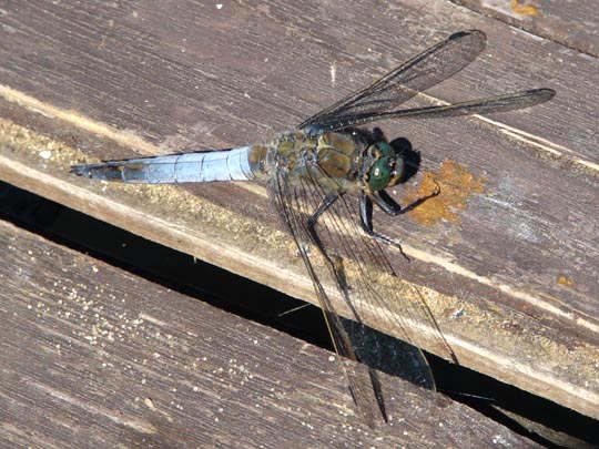 Großer Blaupfeil, Orthetrum cancellatum