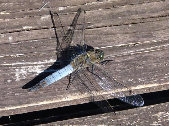 Großer Blaupfeil, Orthetrum cancellatum
