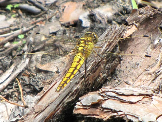 Großer Blaupfeil, Orthetrum cancellatum