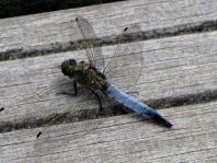 Großer Blaupfeil, Orthetrum cancellatum