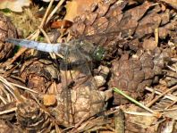 Großer Blaupfeil, Orthetrum cancellatum