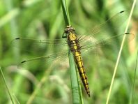 Großer Blaupfeil, Orthetrum cancellatum