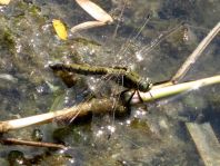 Großer Blaupfeil, Orthetrum cancellatum
