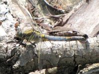 Großer Blaupfeil, Orthetrum cancellatum