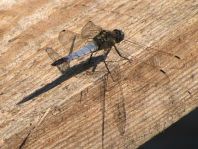 Großer Blaupfeil, Orthetrum cancellatum