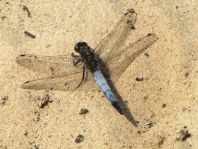 Großer Blaupfeil, Orthetrum cancellatum