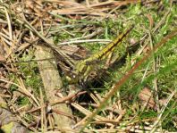 Großer Blaupfeil, Orthetrum cancellatum