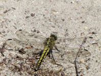 Großer Blaupfeil, Orthetrum cancellatum