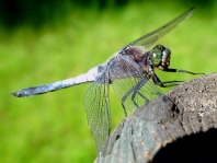 Großer Blaupfeil, Orthetrum cancellatum