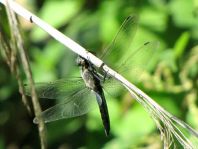 Großer Blaupfeil, Orthetrum cancellatum