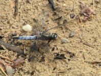 Großer Blaupfeil, Orthetrum cancellatum