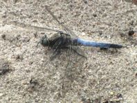 Großer Blaupfeil, Orthetrum cancellatum