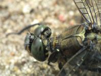 Großer Blaupfeil, Orthetrum cancellatum