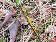 Großer Blaupfeil, Orthetrum cancellatum