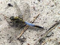 Großer Blaupfeil, Orthetrum cancellatum