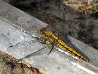 Großer Blaupfeil, Orthetrum cancellatum