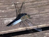 Großer Blaupfeil, Orthetrum cancellatum