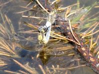 Großer Blaupfeil, Orthetrum cancellatum