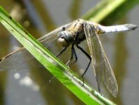 Großer Blaupfeil, Orthetrum cancellatum