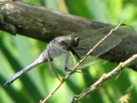 Großer Blaupfeil, Orthetrum cancellatum