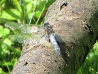 Großer Blaupfeil, Orthetrum cancellatum