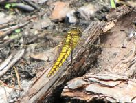 Großer Blaupfeil, Orthetrum cancellatum