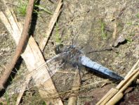 Großer Blaupfeil, Orthetrum cancellatum