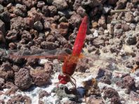 Crocothemis erythraea, Feuerlibelle