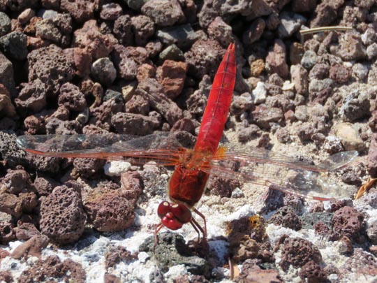 Crocothemis erythraea, Feuerlibelle