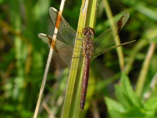 Gebänderte Heidelibelle, Sympetrum pedemontanum