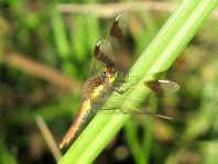 Gebänderte Heidelibelle, Sympetrum pedemontanum