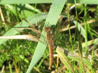 Gebänderte Heidelibelle, Sympetrum pedemontanum