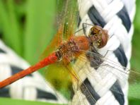 Gefleckte Heidelibelle, Sympetrum flaveolum
