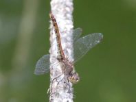Sympetrum vulgatum, Gemeine Heidelibelle