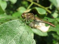 Sympetrum vulgatum, Gemeine Heidelibelle