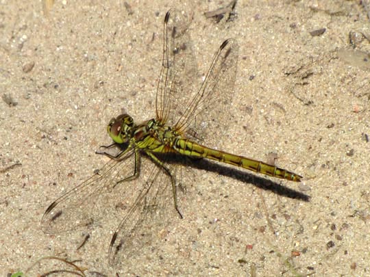 Sympetrum vulgatum, Gemeine Heidelibelle