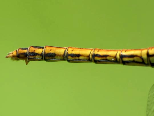 Sympetrum vulgatum, Gemeine Heidelibelle