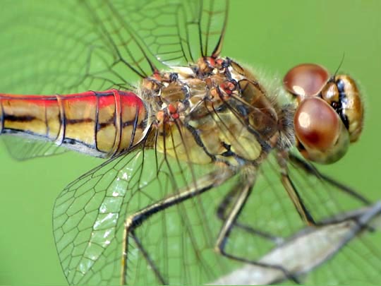 Sympetrum vulgatum, Gemeine Heidelibelle