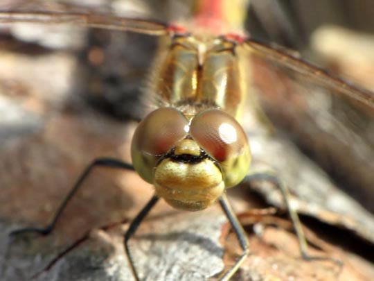 Sympetrum vulgatum, Gemeine Heidelibelle